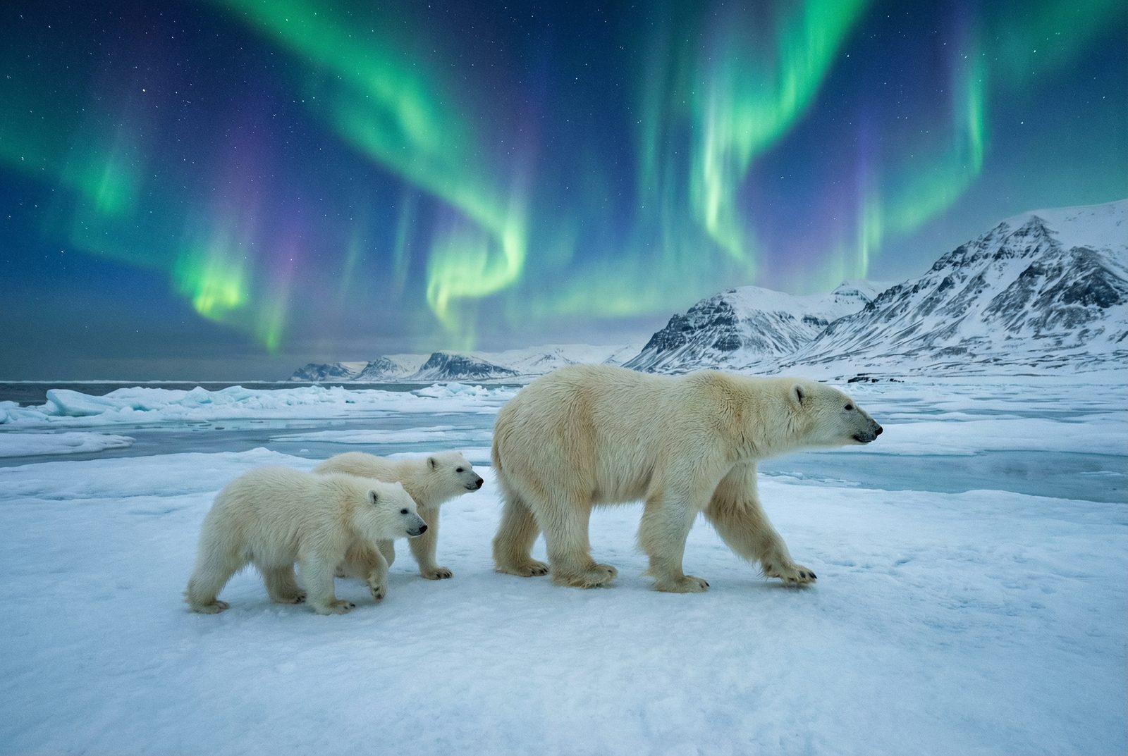 四虎北极熊极光视频